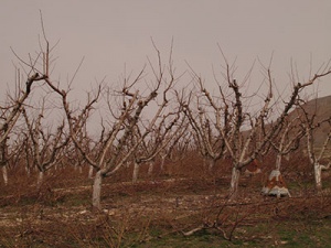 Several pruned peach trees.