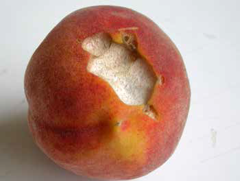 peach0815