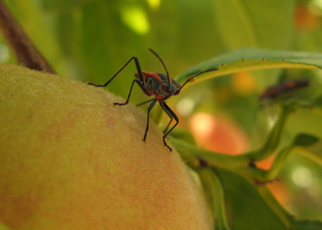 boxelder-bug-on-peach