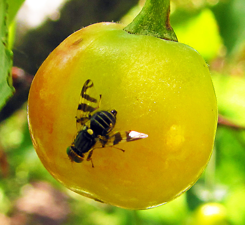 main-western-cherry-fruit-fly