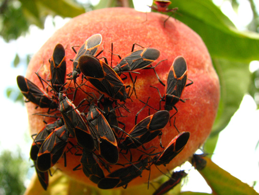 boxelder bugs on peaches
