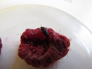 dusky-sap-beetle-on-raspberry3