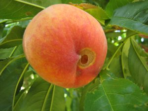 earwig-damaged-peach8