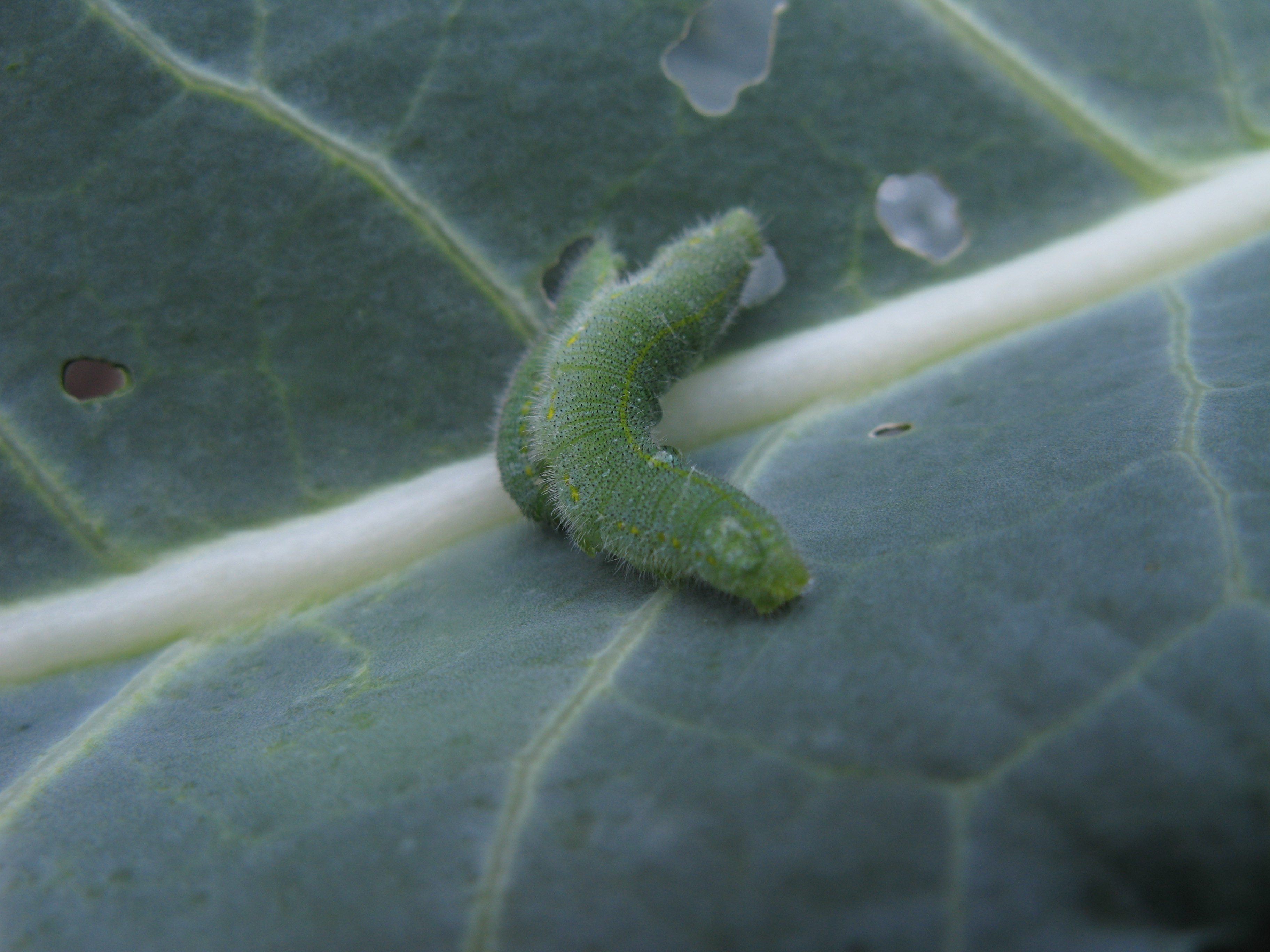 imported cabbageworm