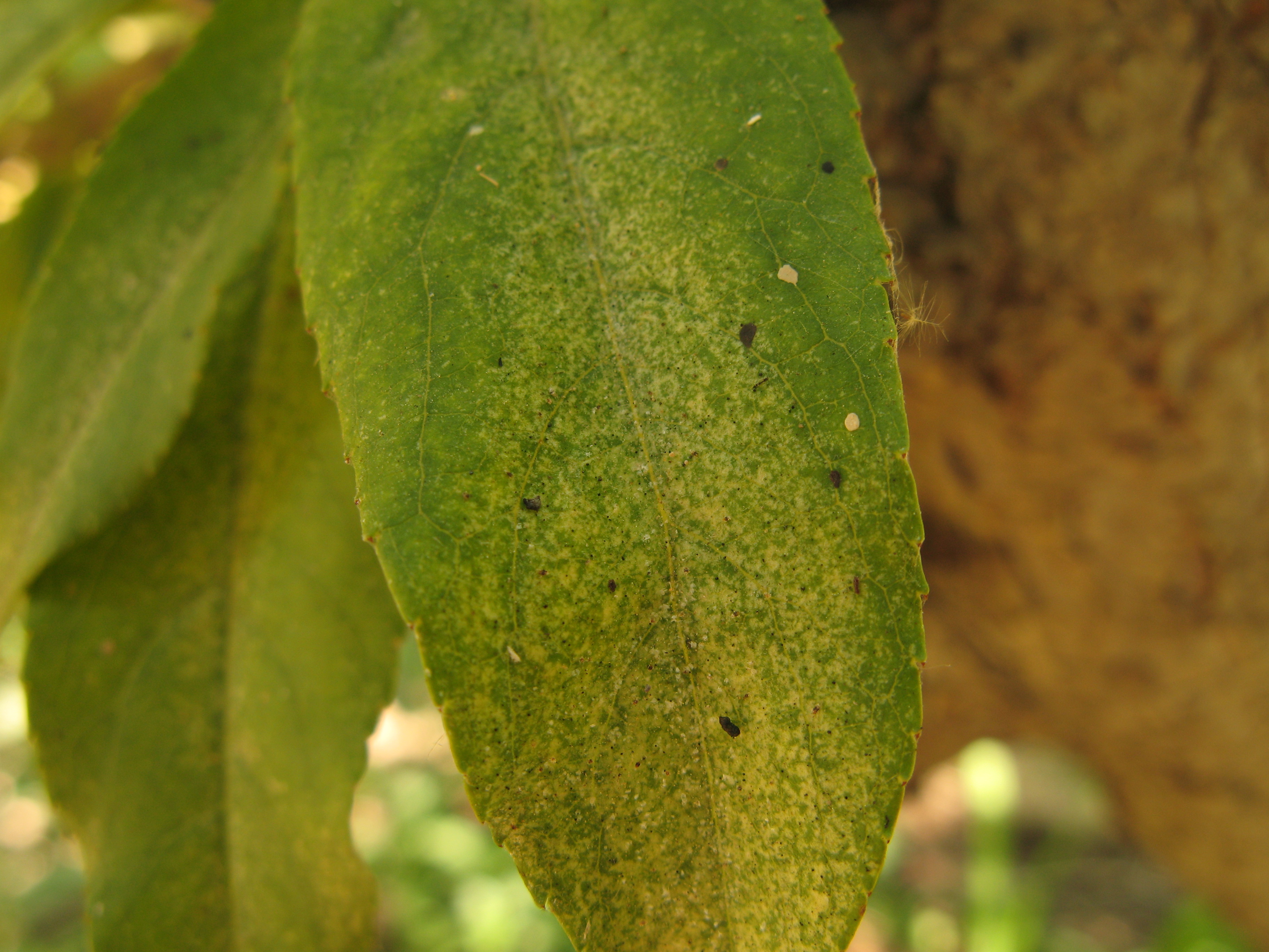 main-two-spotted-spider-mite-injury