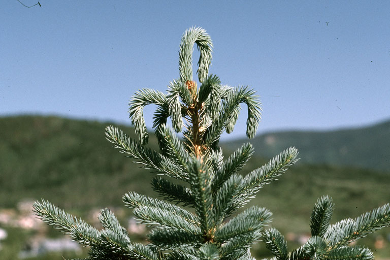 white-pine-weevil-on-spruce-whitney-cranshaw-colorado-state-university-bugwood-org
