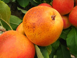 Lenticels within a sunburned area on fruit frequently become brown or black.