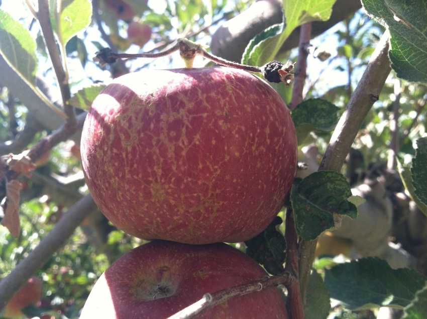 apple-pm-on-apple-2012-2