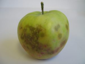 Lesions caused by bitter pit of apple are focused closer to the calyx end.