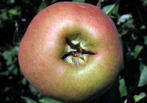 general fruit cracking is common and its cause is not well-understood