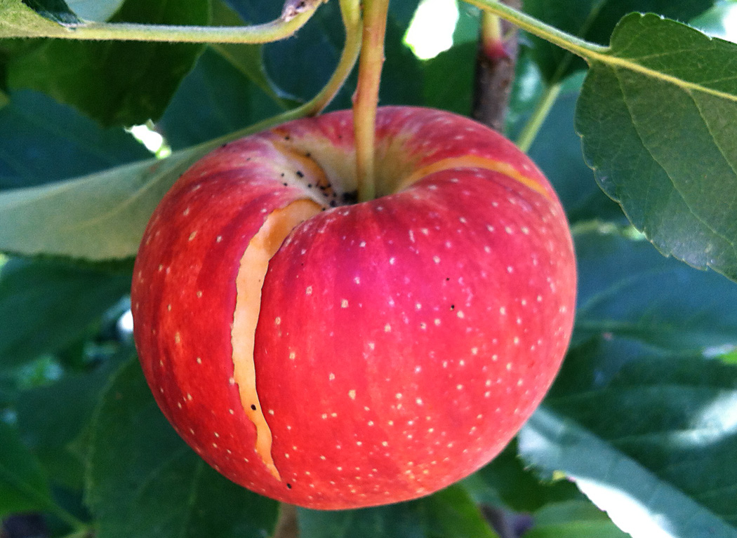 apple-stem-cracking-2012-5
