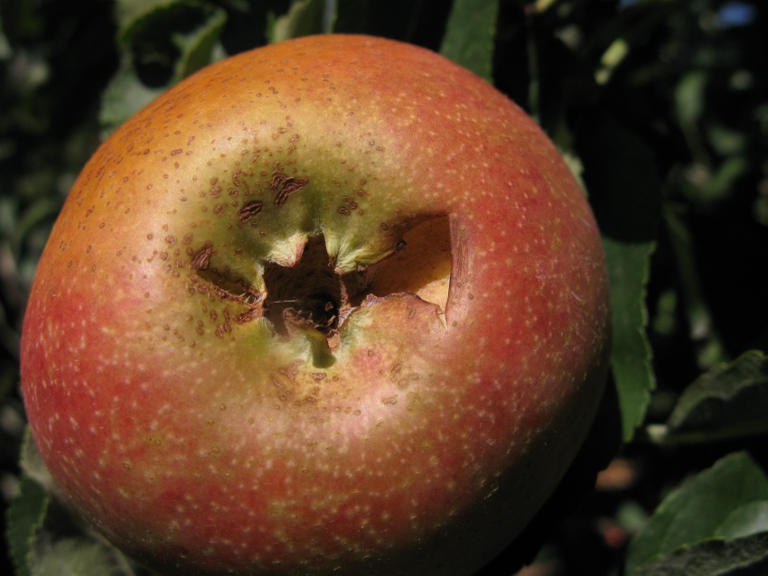 apple-sunburn-stem-end