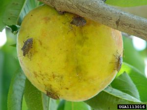 Orchards in the eastern U.S. and areas of the West Coast have, so far, experienced the brunt of BMSB damage.