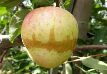 frost-injury-apple