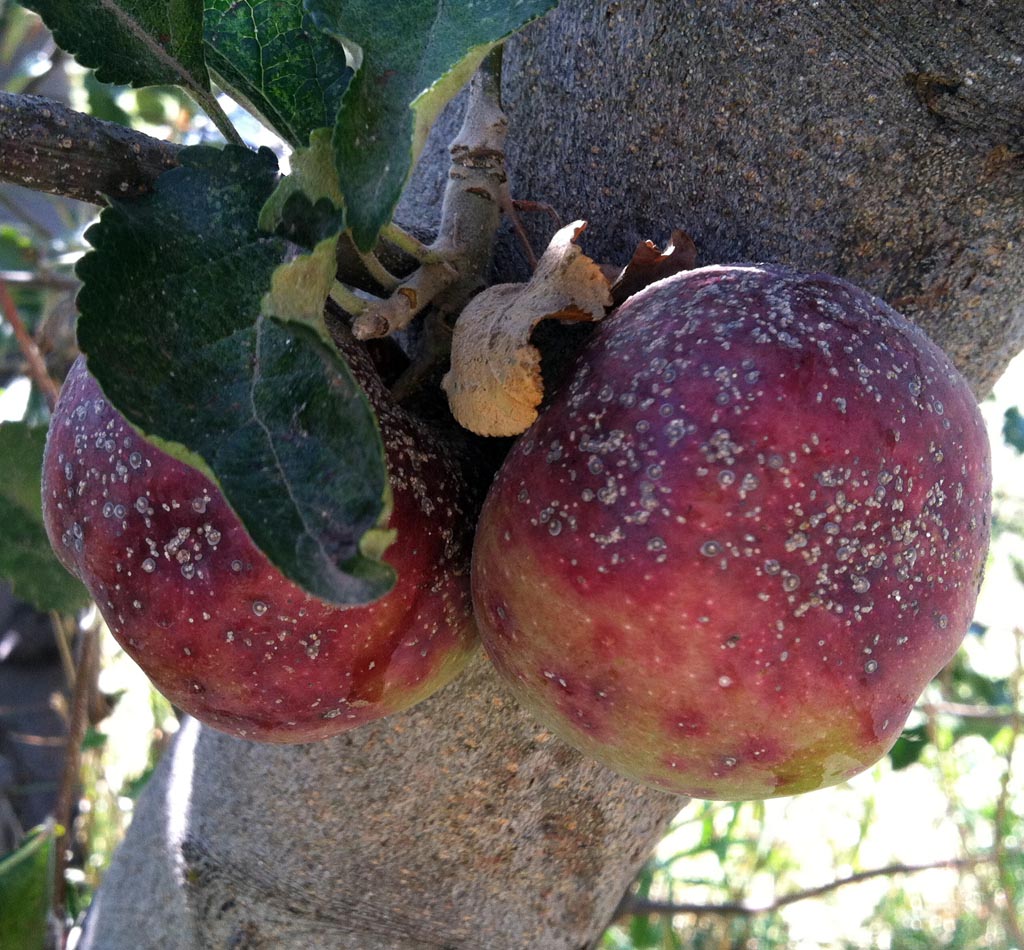 Apple Pest Update: San Jose Scale – ONfruit