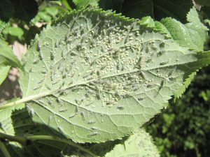 This fall, aphids have been flying to their woody hosts to lay eggs in cracks and crevices near buds.