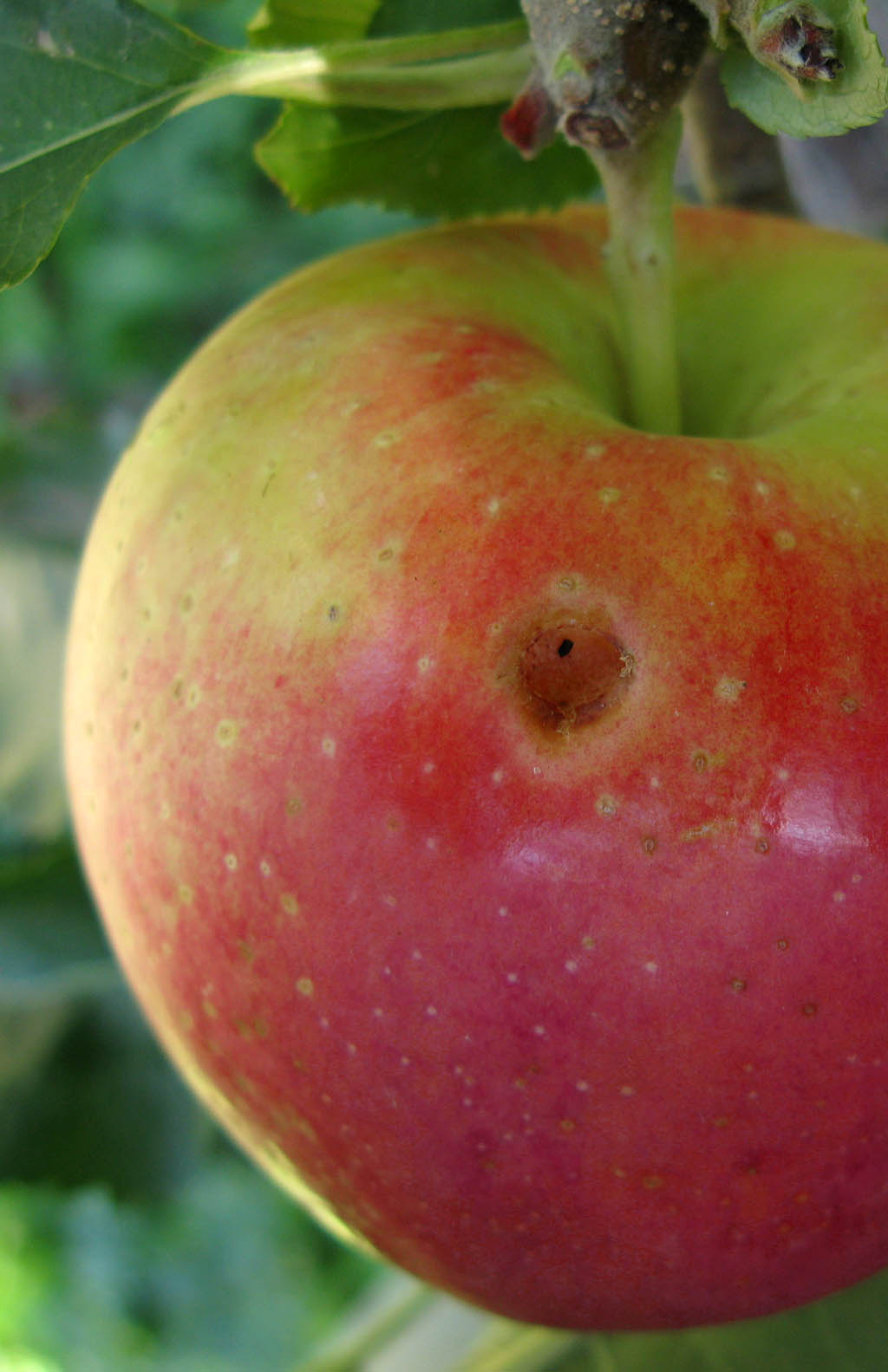 more-feeding-damage-on-apple