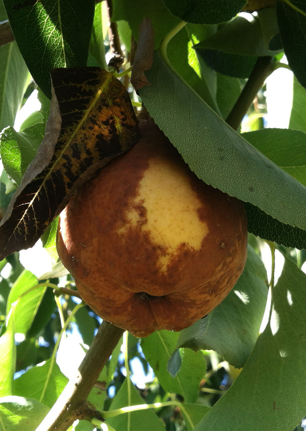 symptom-infected-pear-fruit