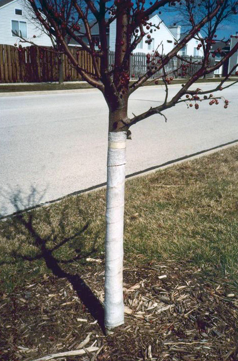 white-tree-wrap