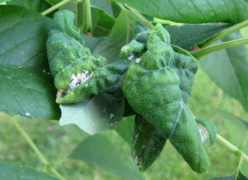 ash-lc-aphid