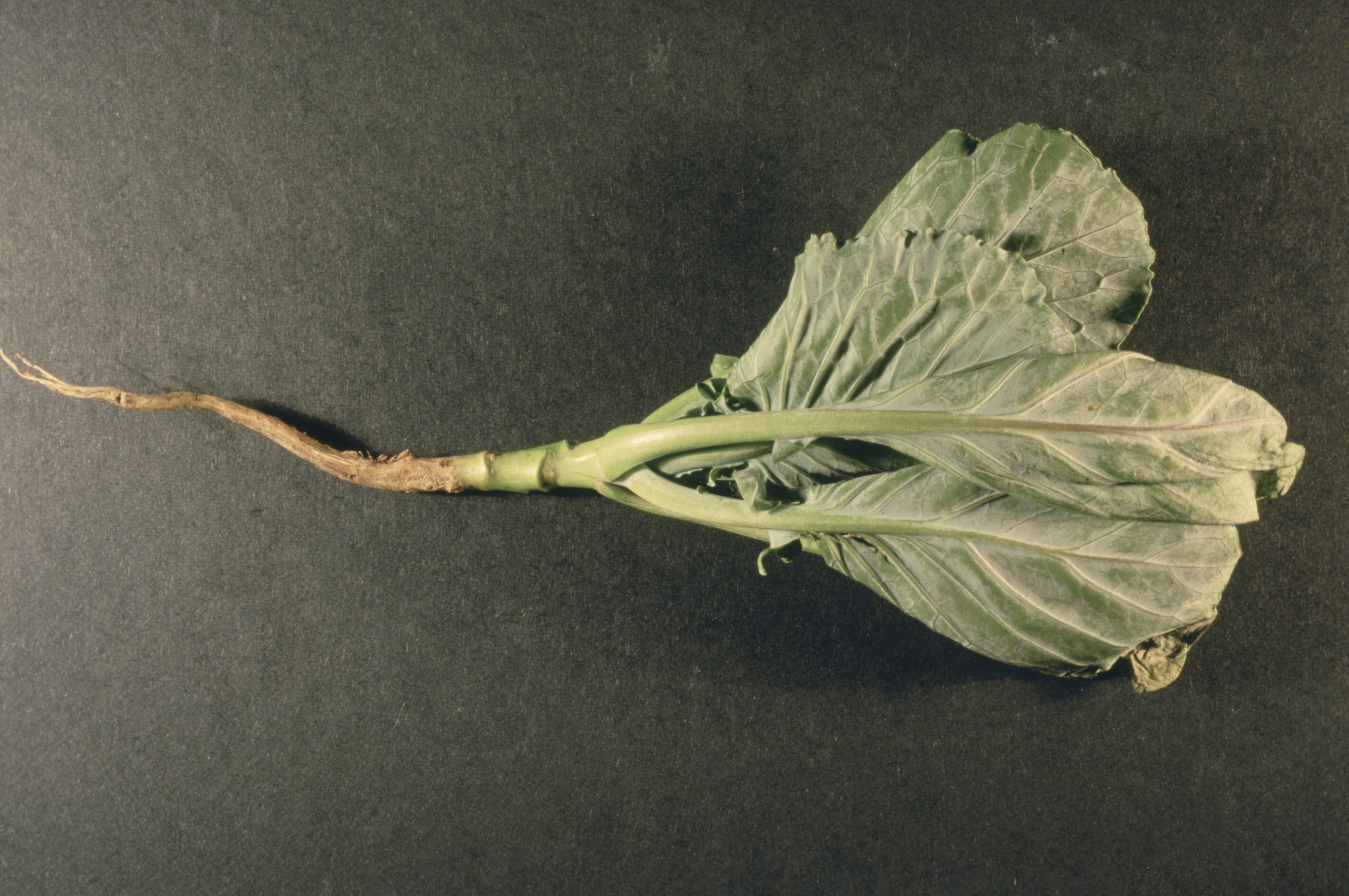 cabbage-maggot-damage