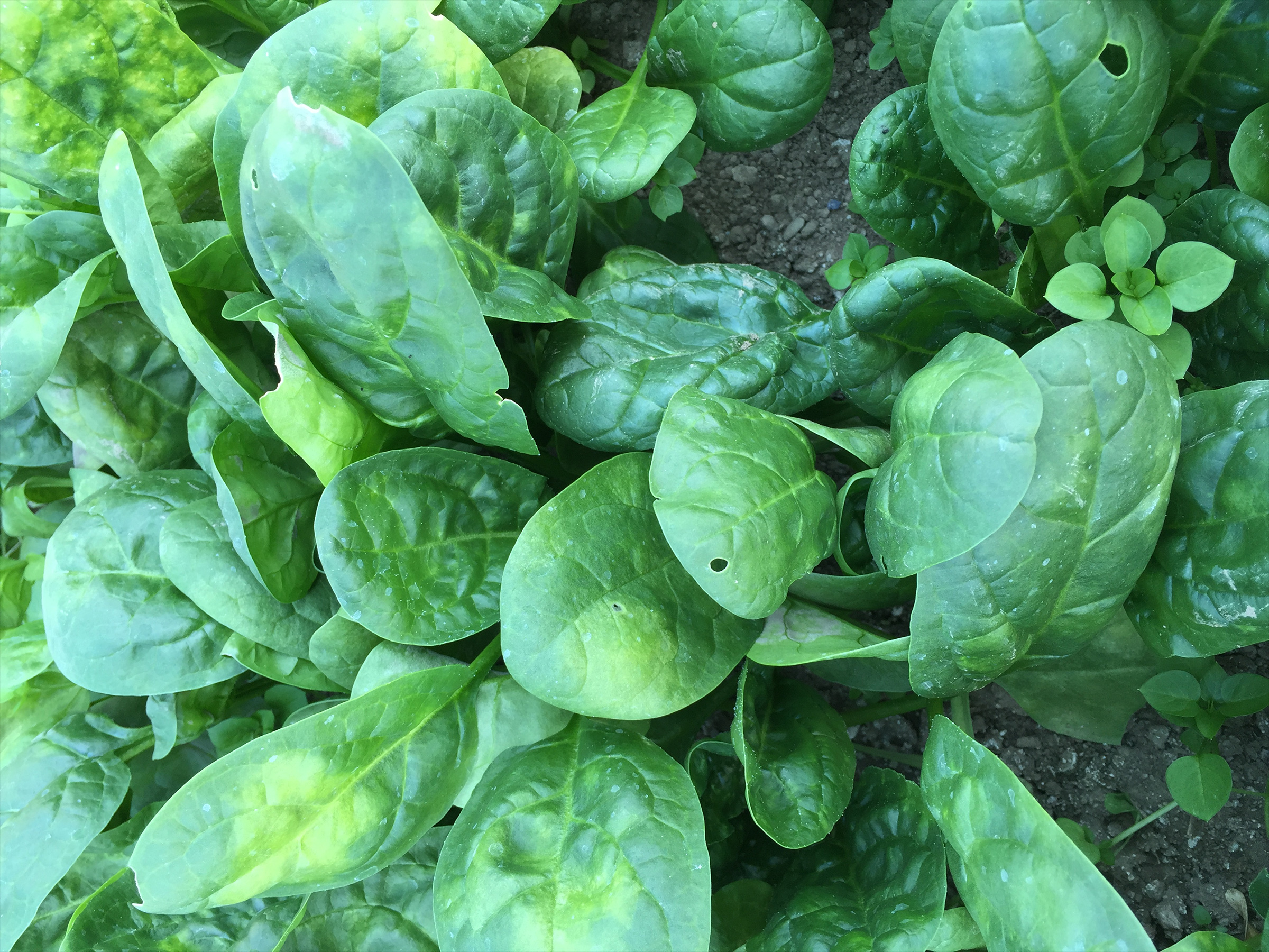 spinach-downy-mildew-cornell-2