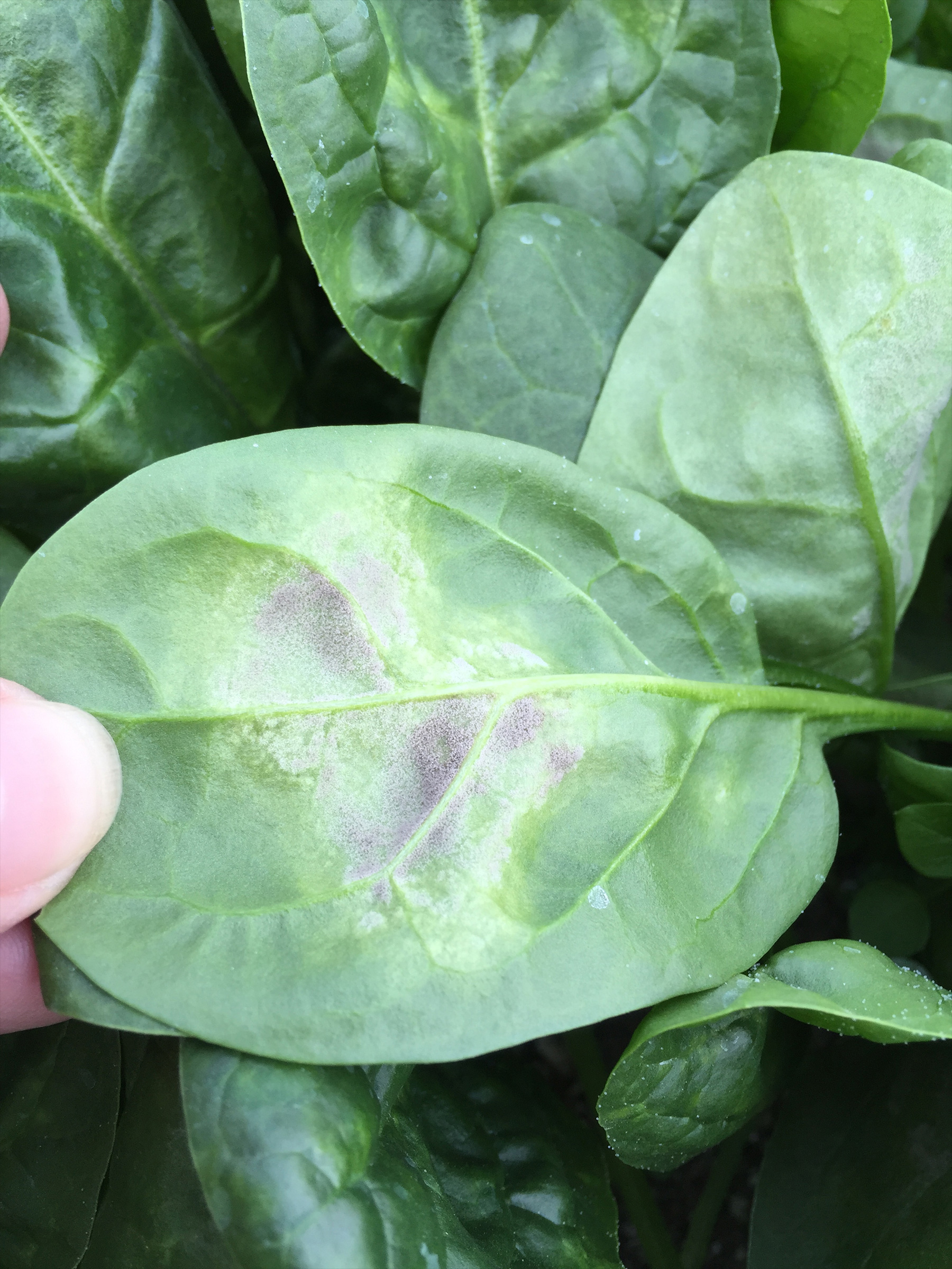 spinach-downy-mildew-cornell-3