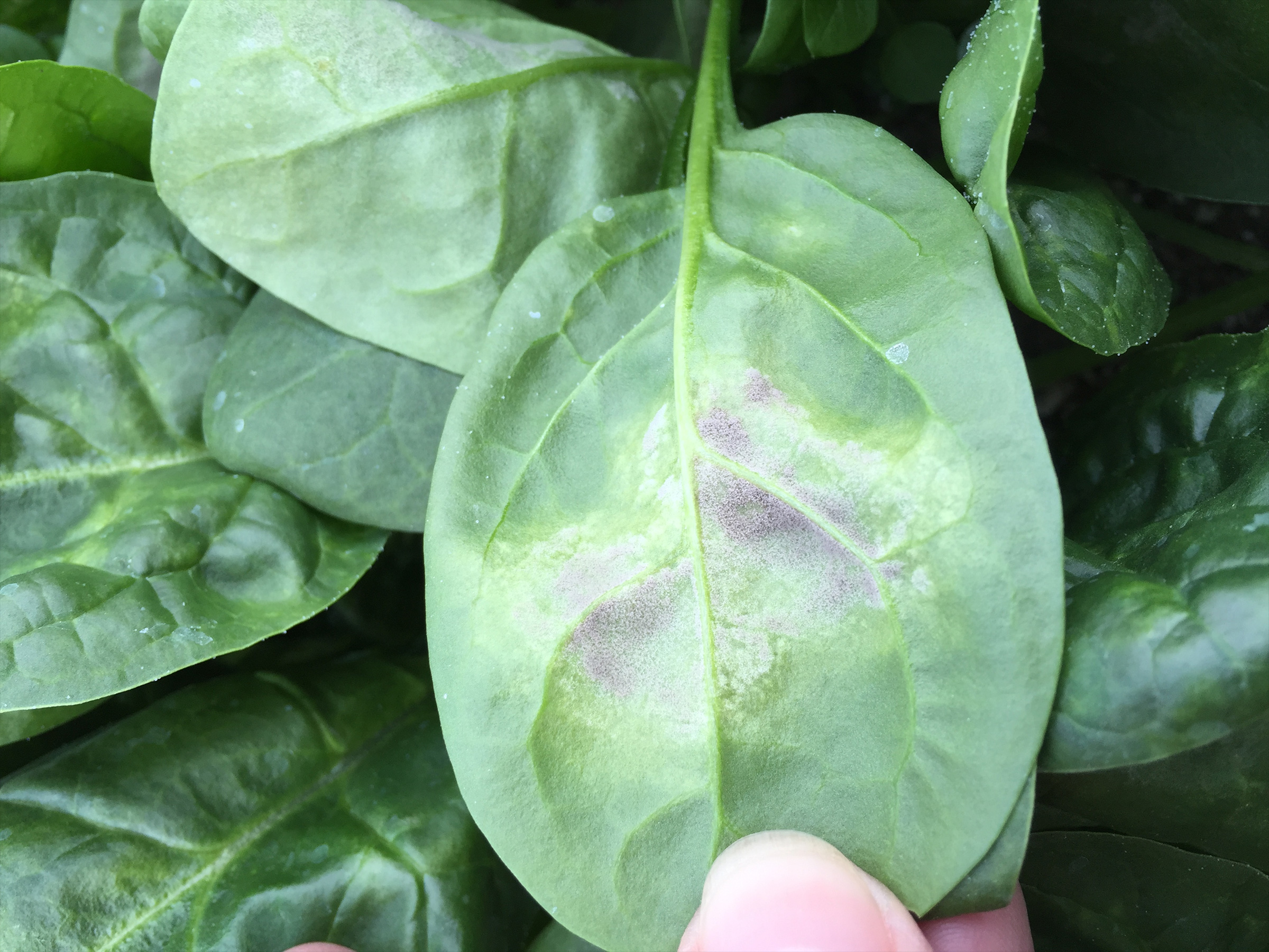 spinach-downy-mildew-cornell