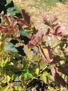 Leaves that are purple-red.