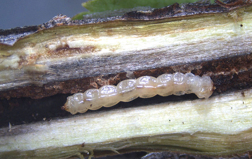 rsg-larva-06-17