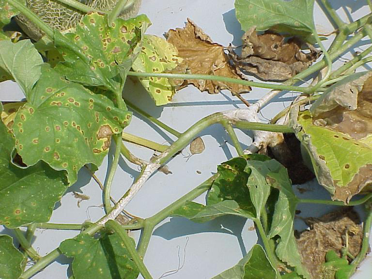 Alternaria leaf blight (1)-2