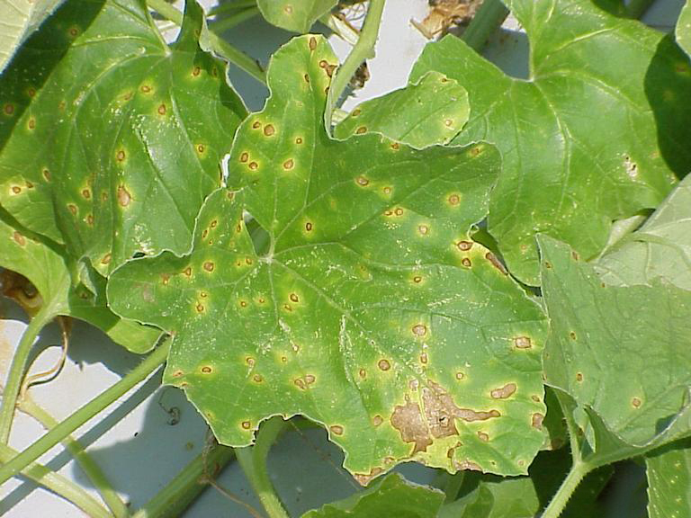 Alternaria leaf blight (2)-2