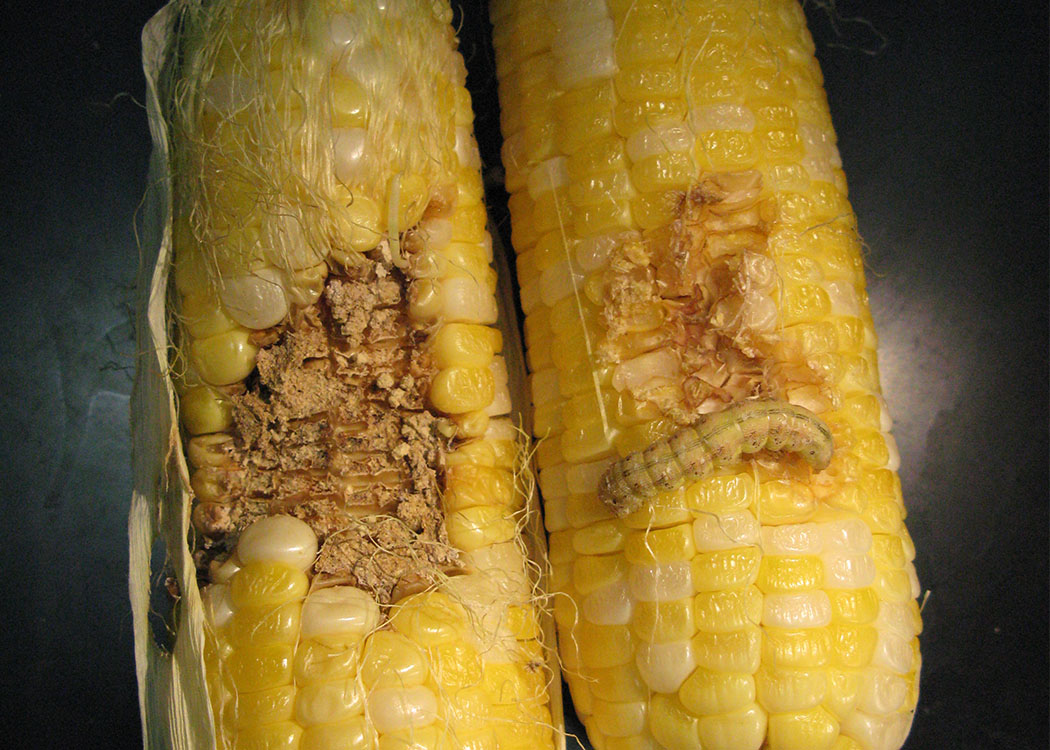 corn earworm damage