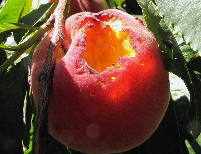 peach-bird-0817
