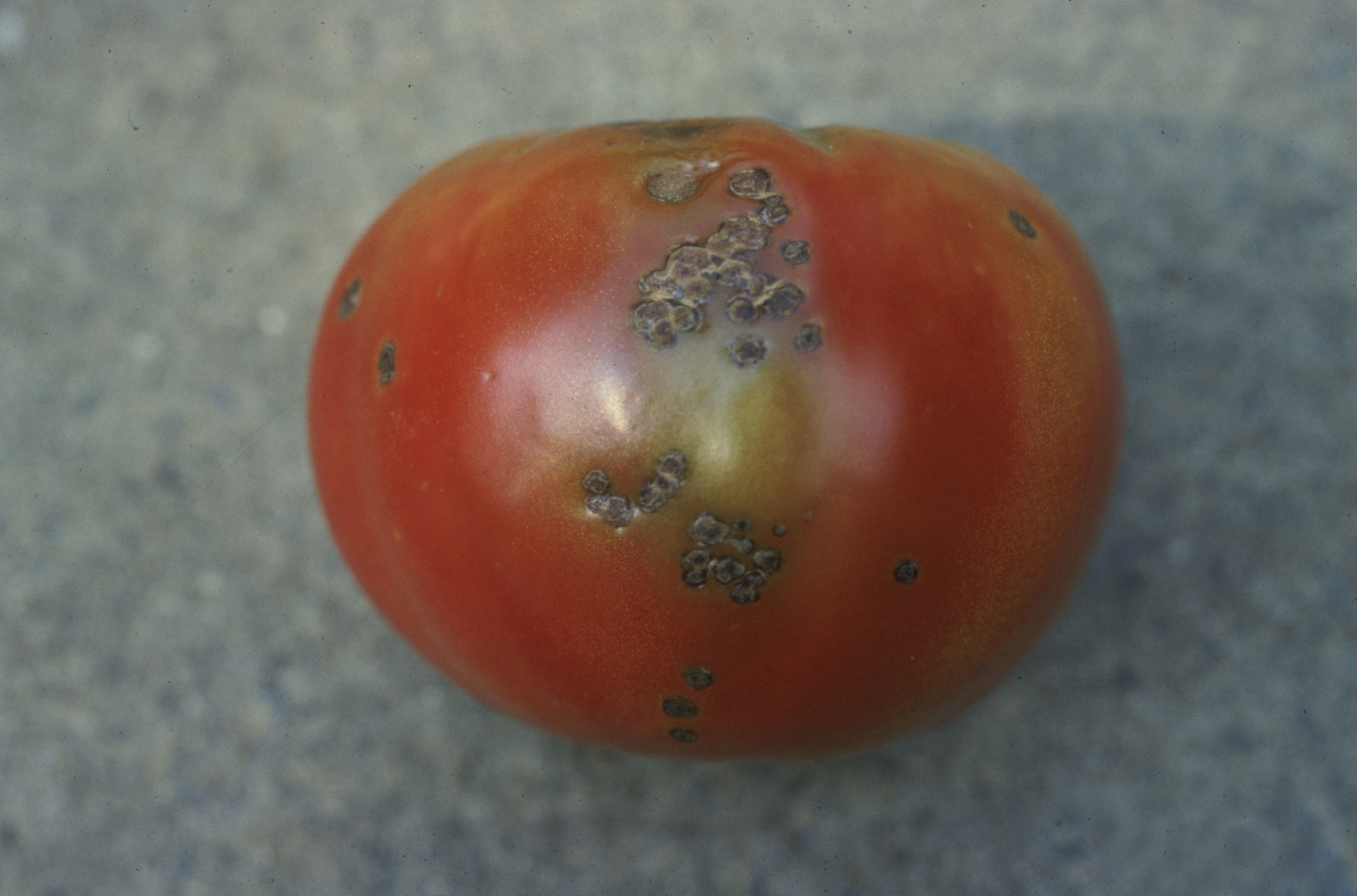 bacterial-spot-tomato-2