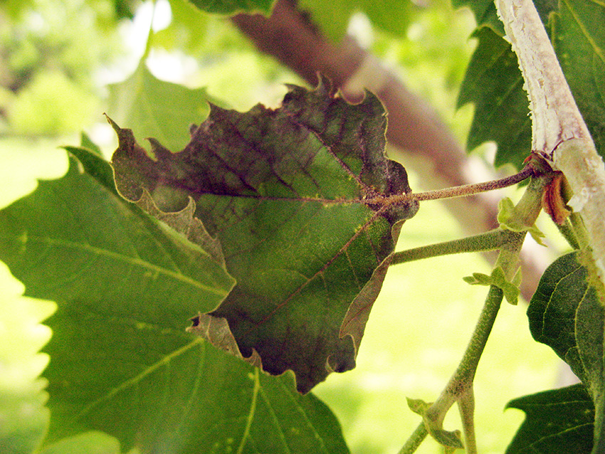 sycamore-anthracnose-leaves0518