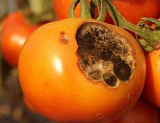 early blight on tomatoes ca chua