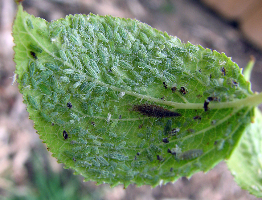 Raspberry Horntail, Cherry Powdery Mildew – IPM Pest Advisories