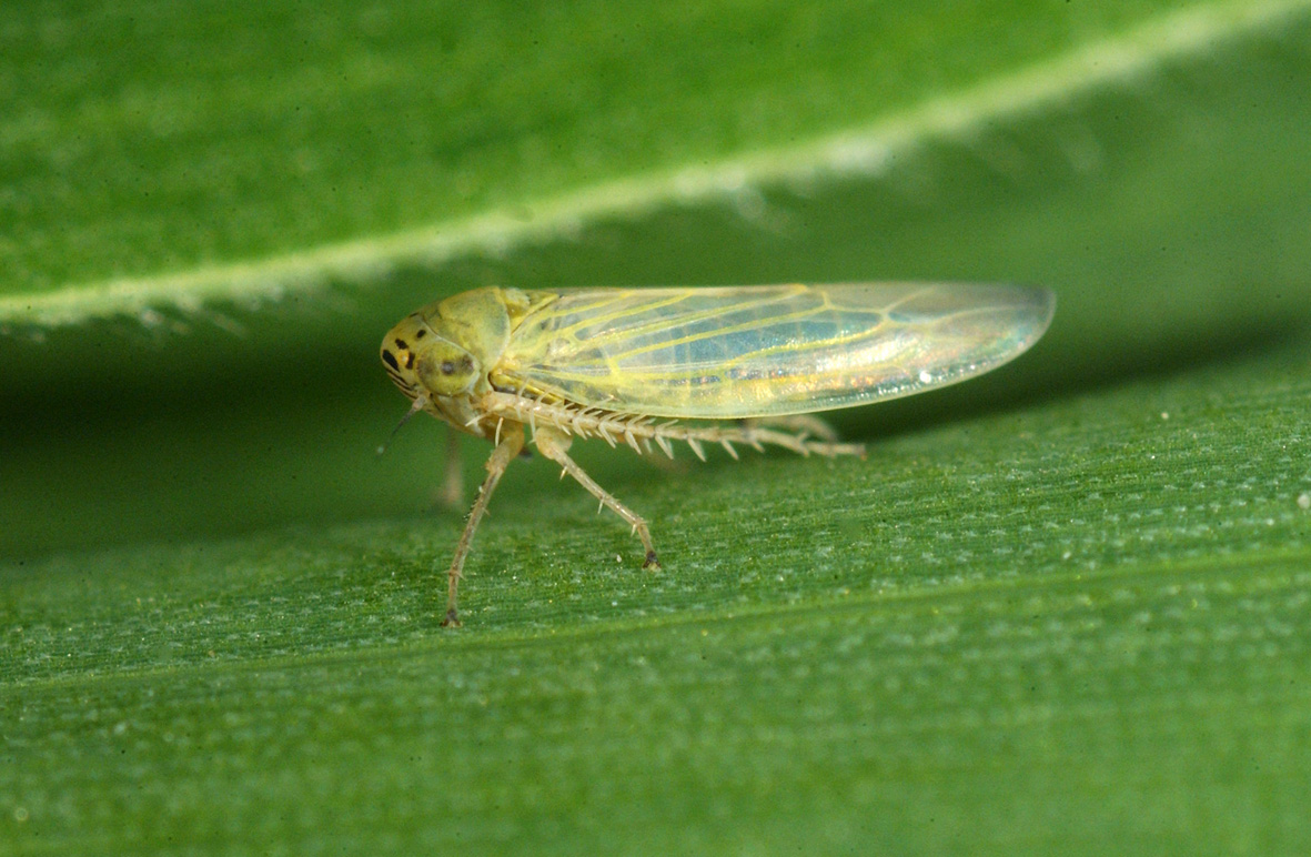 Beet Leafhopper (Light Form)
