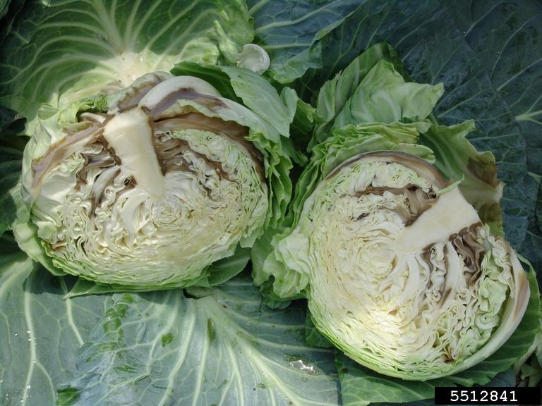 pectobacterium carotovorum in cabbage
