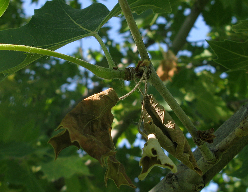 sycamore-anthracnose-19