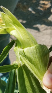Corn leaves with a small beetle on them.