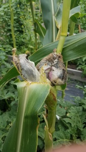 An ear of corn with fungus growing out of it.