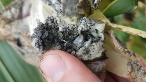Part of a corn plant covered in black and white fungus.