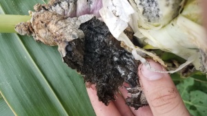 Part of a corn plant covered in black and white fungus.