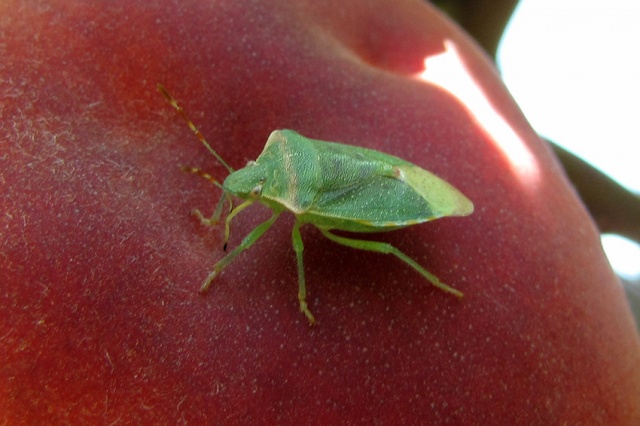 Green Bug On Raspberry Bitter Pit, Green Stink Bugs, Raspberry Crown Borer, Samurai Wasp โ IPM ...