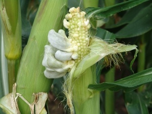 An ear of corn infected by corn smut. The fungus has caused large, gray, fan-like galls.