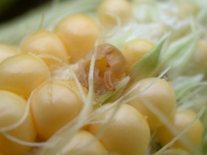 A tiny larva emerging from a rotted kernel on an ear of corn.