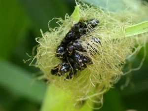 A part of a corn plant covered in black beetles.