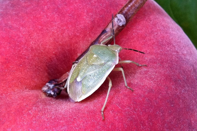 Green Bug On Raspberry Bitter Pit, Green Stink Bugs, Raspberry Crown Borer, Samurai Wasp โ IPM ...